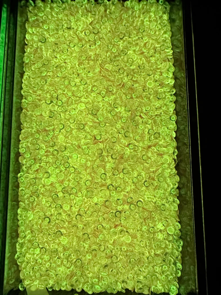 Glow In The Dark Light Pink